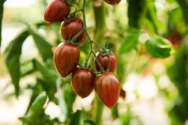 Gartenblog Plant Happy Von Volmary In 2020 Hochbeet Pflanzen Gemuse Anpflanzen Susskartoffeln Pflanzen