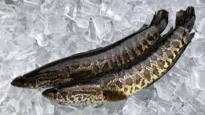 Ikan toman is on facebook. Ikan Monster Muncul Di Amerika Ada Perintah Bunuh Di Tempat