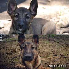 We did not find results for: From 8 Weeks To 8 Months Belgian Malinois And Gsd Mix Belgianmalinois