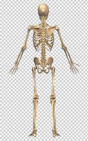 The human skeletal system contains 206 bones—but that's only after it's done growing. The Skeletal System Human Skeleton Human Back Human Body Png Clipart Anatomy Appendicular Skeleton Arm Bone