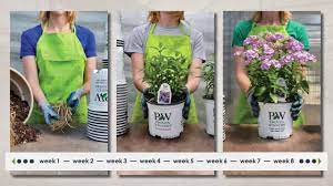 Check spelling or type a new query. Tall Garden Phlox Production Tips Walters Gardens Youtube