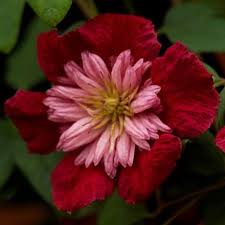 Check spelling or type a new query. Climbing Plants For Arches And Pergolas By Crocus