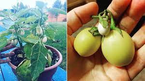 Well, to put it bluntly, it's not exactly an easter egg, meaning that there's no hidden psycho easter bunny, throwing away. Easter Egg Plant Care This Ornamental Eggplant S Fruit Looks Like Easter Eggs