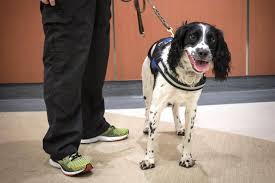 Pest control activity bar (self.2007scape). This Spaniel S Nose Is The Key To Stopping A Serious Human Health Threat