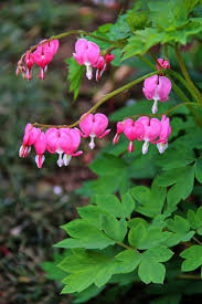 Bleeding heart flowers are usually pink, white, red, or yellow and their height ranges from six inches to two feet. Problem Insects For Bleeding Heart Plants Tips For Treating Pests On Bleeding Hearts
