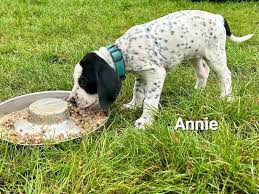 Image result for auvergneský ohař