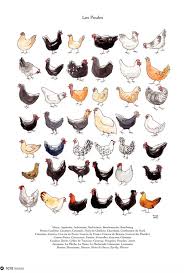Les Poules Chicken Art Chicken Illustration Chicken Drawing