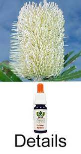 Old Man Banksia Love Remedies Australian Bush Flower Essences