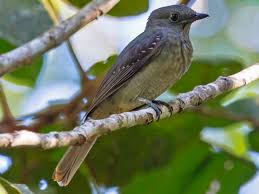 Image result for Pteronia mucronata