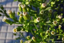 Image result for Erigeron canadensis