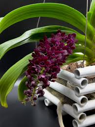 Image result for Cycnium recurvum