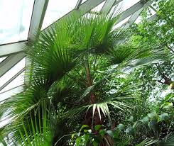 Image result for Acoelorrhaphe wrightii