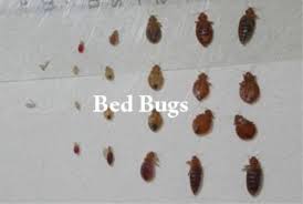 I have took pest control service before one month but now a day's not a single cockroaches at my home. Bedbugs Pest Control Services In Mumbai Vasai West By Saicare Services Private Limited Id 20729243991