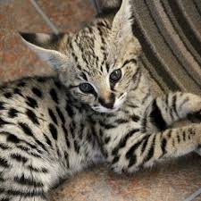 Aschberg bengals hat zeitweise kitten abzugeben. Savannah Und Bengal Katzen Als Haustier Halten Bitte Nicht Wtg Welttierschutzgesellschaft