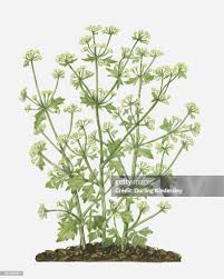 Image result for Apium graveolens