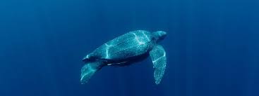 Leatherback Turtle Dermochelys Coriacea Underwater Kei Islands Moluccas Indonesia 21 Leatherback Turtle Sea Turtle Species Critically Endangered Species