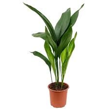 Image result for Kořenokvětka Aspidistra
