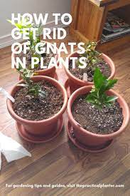 If You Have A Gnat Problem You Probably Want It Resolved Asap Try These Methods To Free Your Plants And Home Of Plants Gnats In House Plants Knats In Plants