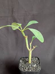 Image result for Euphorbia transvaalensis