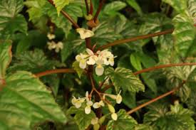 Image result for Begonia oxyloba
