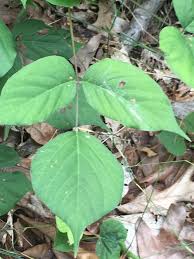 Image result for Hylodesmum