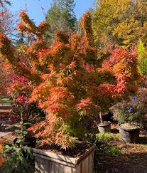 'beni hoshi' has small leaves which emerge bright red in spring changing to green in summer. Celestial Maples Publications Facebook