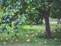 Wer holt sich die goldene karotte? Selbstversorgung Garten Doku B2
