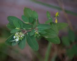 Image result for Euphorbia hypericifolia