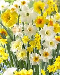 Fragrant Jonquil Mix Ordered 750 Of These From Vesseys To Add To My 450 Collection Of Jonquils They Are A Delightful Bulb Flowers Daffodil Bulbs Daffodils