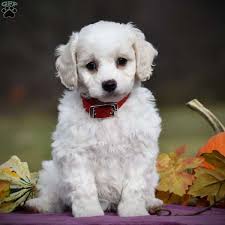 Find the perfect cavachon puppy at puppyfind.com. Cavachon Puppies For Sale Greenfield Puppies