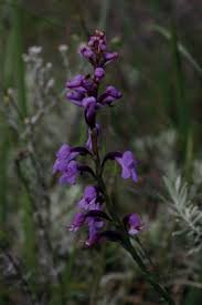 Image result for Cynorkis kassneriana