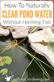 You can get an inexpensive pond water test kit that is specifically made for testing pond water, and that will help you figure out exactly what type of treatment the water needs. How To Keep Pond Water Clear Naturally And Get Rid Of Pond Algae