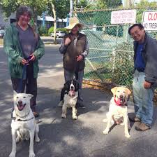 Volunteer With The Volunteer Dog Walker Spca