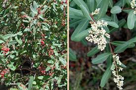 Image result for Ozoroa paniculosa