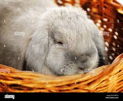 Image result for tbn:nuNU7FPK4A54yM::rvforsaleguide.com/images/bunny-resting-picture.jpg