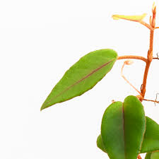 Image result for Begonia elaeagnifolia