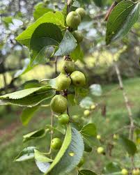Image result for Ziziphus abyssinica