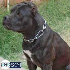 We are one of the only breeders of xl/xxl bullies who is health testing their breeding stock and their offspring. Pitbull Terrier Puppy For Sale Kottayam Free Classifieds