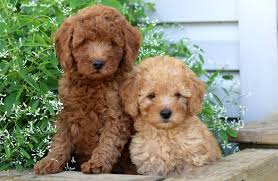 Poodles that are kept as pets may spend their whole lives in a puppy clip, while show poodles sport more formal haircuts. Mini Poodle Puppies For Sale Puppy Adoption Keystone Puppies
