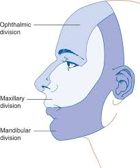 Introduction glossopharyngeal nerve is the ninth cranial nerve. Cranial Nerves And Pathways Clinical Neuroanatomy 28 Ed