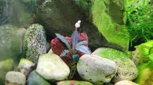 Aquatic arts java moss (large 25 square inch portion) freshwater aquarium plants | java moss live plant for. 9 Best Flowering Aquarium Plants Underwater And Overwater