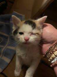 Lost Kitten in Osceola, Indiana