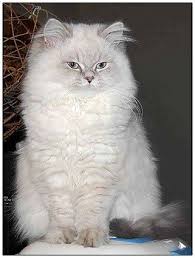 British Longhair Cat Blue Tabby Point Russian Blue Cat Blue Cats Russian Blue