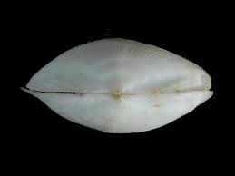 Image result for Galeomma