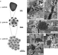 The reducing end of the glycogen polymer is attached to a specific tyrosine re. The Dynamic Life Of The Glycogen Granule Journal Of Biological Chemistry