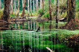 Beautiful Swamp Beautiful Nature Pictures Nature Photography Nature Pictures