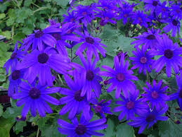 The Amazing Senetti® - Article Onthursd