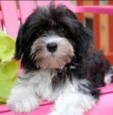 Havanese Puppy Niedliche Hunde Niedliche Welpen Havaneser