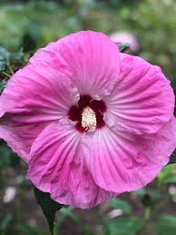 Image result for Hibiscus mechowii