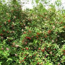 Acerola cherry tree for sale. Barbados Cherry For Sale Mulch Masters Jacksonville Fl